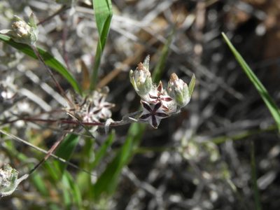 Logfia arizonica, photographed by James C. Davis