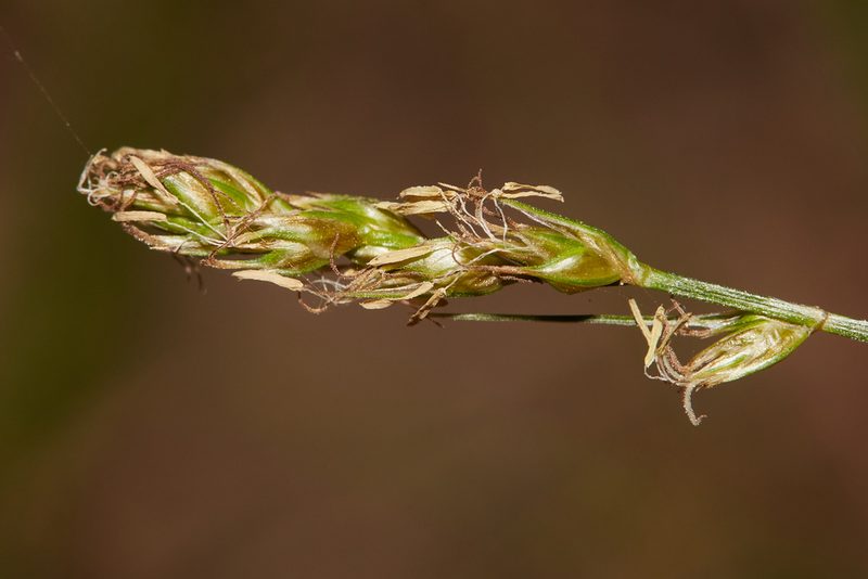 Carex tumulicola, photographed by Ken-ichi Ueda