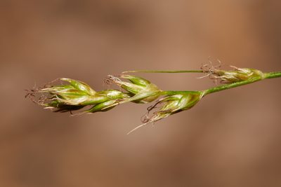 Carex tumulicola, photographed by Ken-ichi Ueda