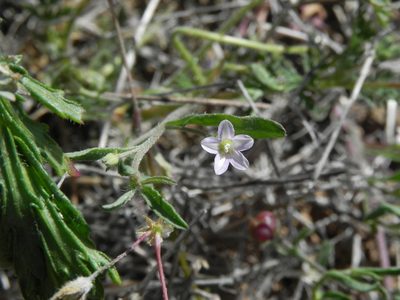 Convolvulus simulans, photographed by James C. Davis
