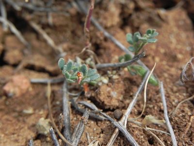 Acmispon wrangelianus, photographed by James C. Davis