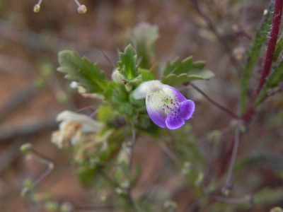 Acanthomintha ilicifolia, photographed by James C. Davis