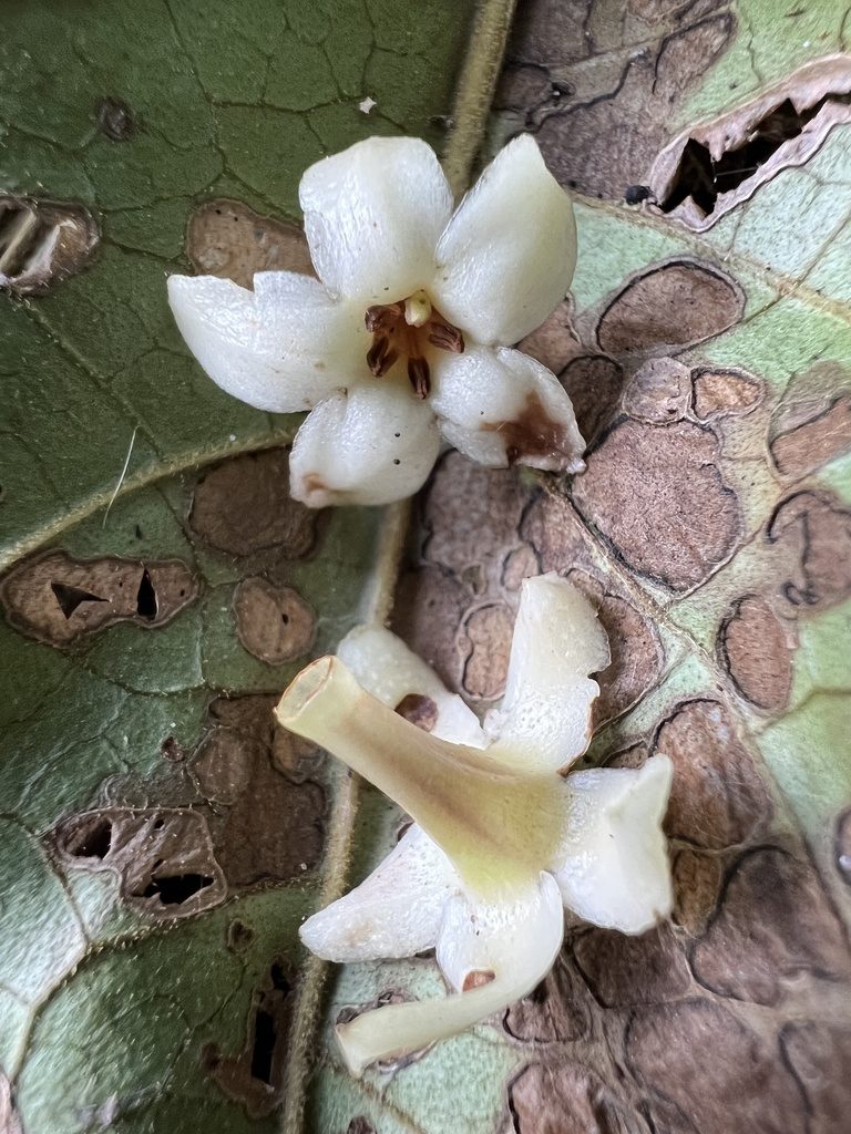 Aegiphila bogotensis, photographed by Nicolás Baresch Uribe