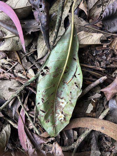Aegiphila bogotensis, photographed by Nicolás Baresch Uribe