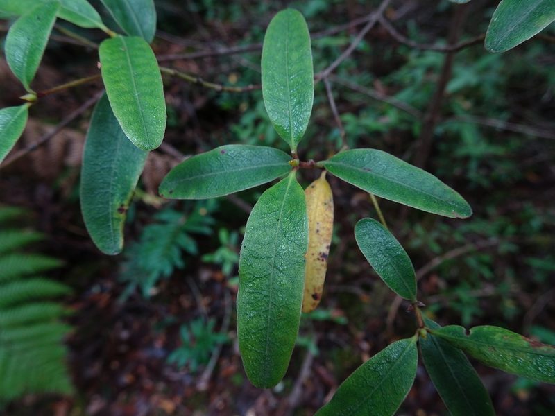 Eucryphia lucida, photographed by Yoav Daniel Bar-Ness