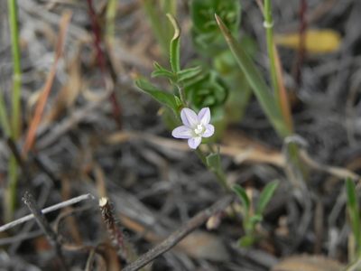 Convolvulus simulans, photographed by James C. Davis