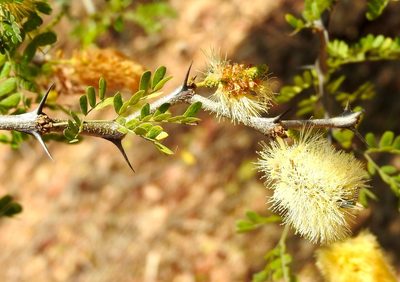 Ebenopsis caesalpinioides, photographed by Francisco Farriols Sarabia