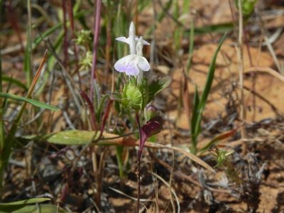 Acanthomintha ilicifolia, photographed by James C. Davis