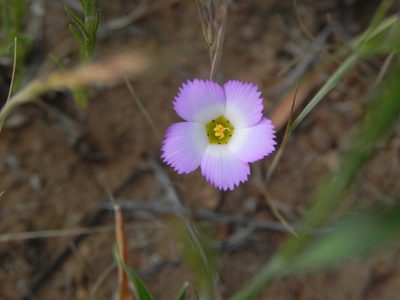 Linanthus dianthiflorus, photographed by James C. Davis