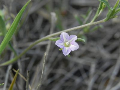 Convolvulus simulans, photographed by James C. Davis