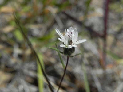 Osmadenia tenella, photographed by James C. Davis