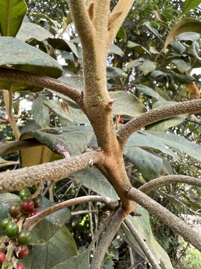Citharexylum subflavescens, photographed by Nicolás Baresch Uribe