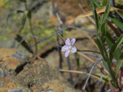 Convolvulus simulans, photographed by James C. Davis