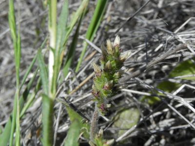Plantago rhodosperma, photographed by James C. Davis