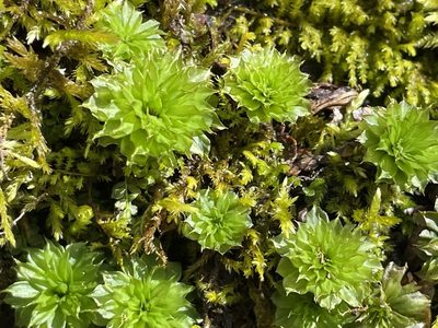 Rhodobryum ontariense, photographed by Tom Scavo