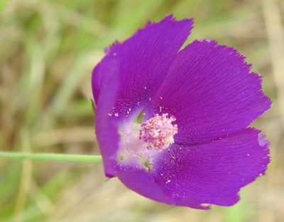 Callirhoe pedata