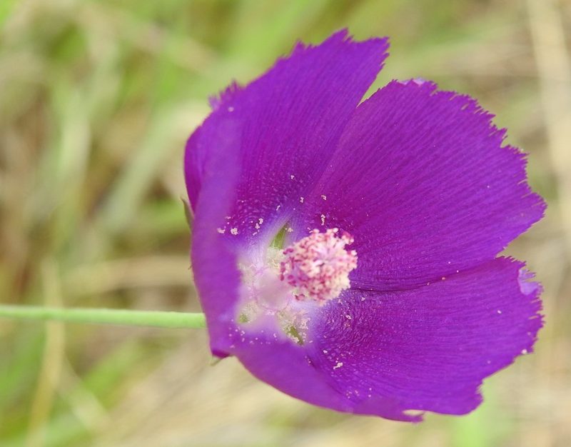 Callirhoe pedata, photographed by saltyhiker