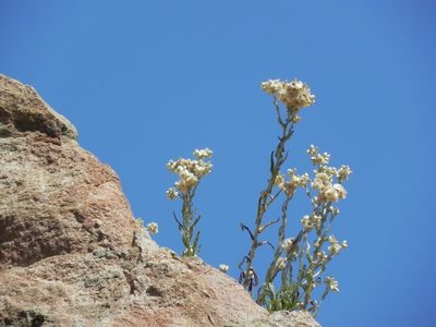 Pseudognaphalium biolettii, photographed by James C. Davis