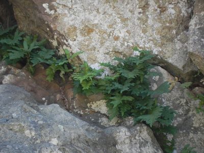 Polypodium californicum, photographed by James C. Davis