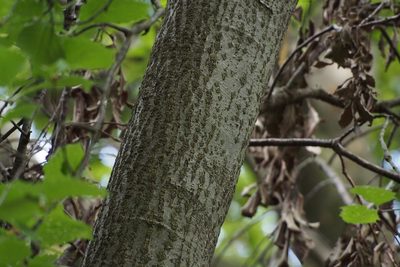 Micromeles japonica, photographed by harum.koh