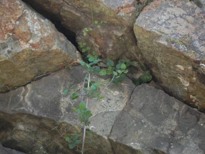 Clematis pauciflora, photographed by James C. Davis