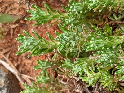 Facelis retusa, photographed by Alison Northup