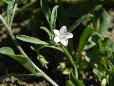 Convolvulus simulans, photographed by James C. Davis