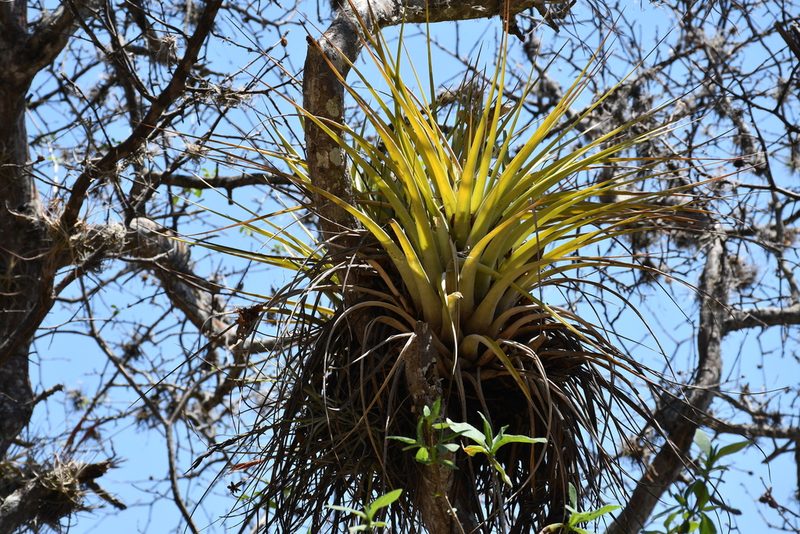 Tillandsia calothyrsus, photographed by Diana Fuentes