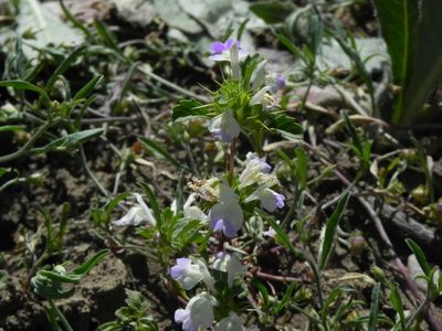Acanthomintha ilicifolia, photographed by James C. Davis