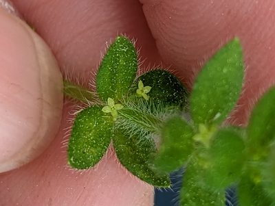 Cruciata pedemontana, photographed by Alison Northup