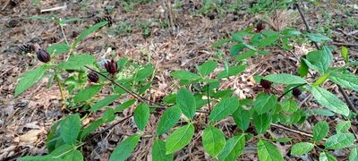 Calycanthus floridus, photographed by Laura Martin