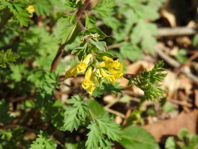 Corydalis flavula, photographed by Yann Kemper