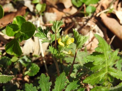 Corydalis flavula, photographed by Yann Kemper