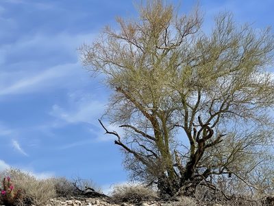 Parkinsonia microphylla, photographed by CK2AZ