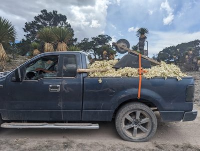 Yucca carnerosana, photographed by Alan Rockefeller