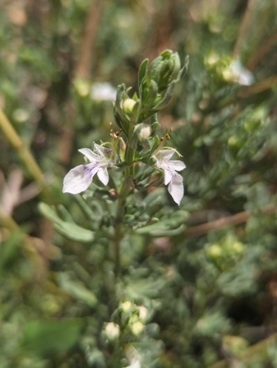 Teucrium coahuilanum, photographed by Alan Rockefeller