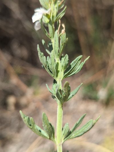 Teucrium coahuilanum, photographed by Alan Rockefeller