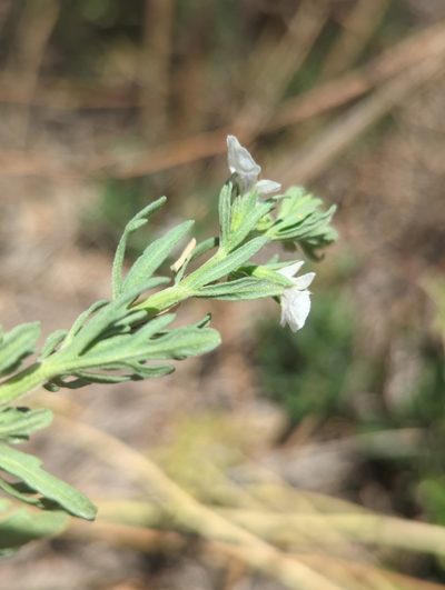 Teucrium coahuilanum, photographed by Alan Rockefeller