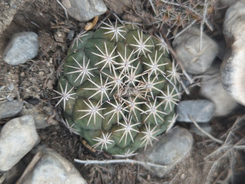 Coryphantha salinensis, photographed by Alan Rockefeller