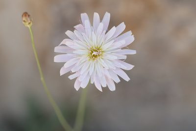Pinaropappus roseus, photographed by Diana Fuentes
