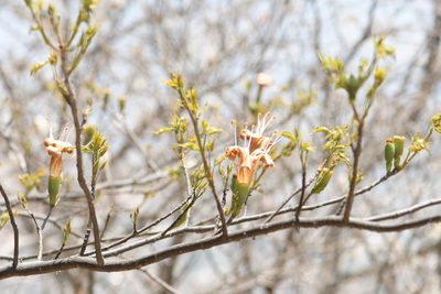 Ceiba aesculifolia, photographed by Diana Fuentes