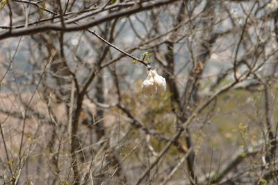 Ceiba aesculifolia, photographed by Diana Fuentes