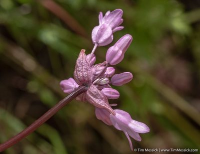 Dichelostemma volubile, photographed by Tim Messick