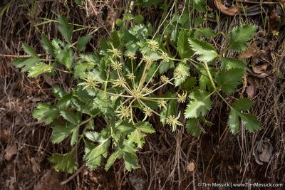 Tauschia hartwegii, photographed by Tim Messick