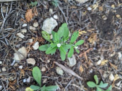 Lithospermum matamorense