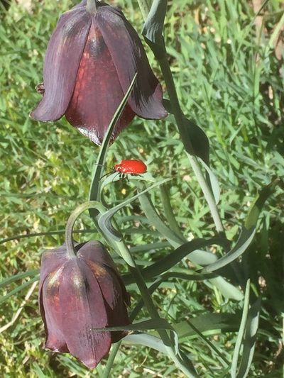 Fritillaria pyrenaica, photographed by Andre Hosper