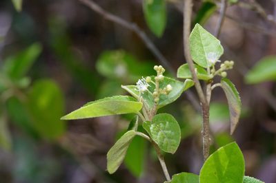 Croton fruticulosus, photographed by Michelle W. （鍾偉瑋）