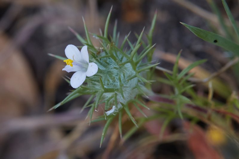 Navarretia intertexta, photographed by Ken-ichi Ueda