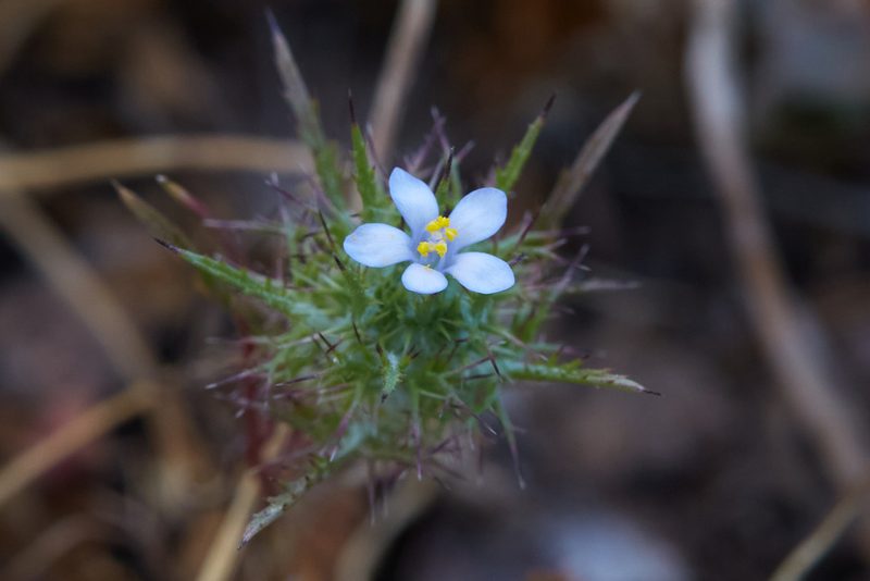 Navarretia tagetina, photographed by Ken-ichi Ueda