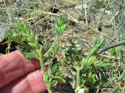 Verbena pumila, photographed by Annika Lindqvist